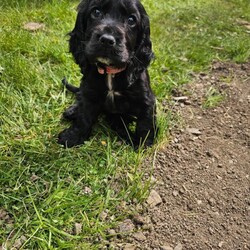Adopt a dog:Show cocker spaniel puppy/Cocker Spaniel/Female/Sex: Female,Due to a change in our circumstances we are forced to rehome our beautiful little pup. Doris is 10weeks old and a great natured friendly girl.