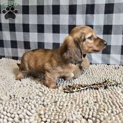 Basil/Dachshund									Puppy/Male	/March 15th, 2026,Meet Basil  a sweet little Dachshund, ACA Reg.  Vet checked and shots are up to date.    dads weight is 10.8 lbs and mom is 10.6 lbs