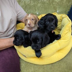 Adopt a dog:Stunning Cocker Spaniel Puppies /Cocker Spaniel/Female/Sex: Male,We have 4 stunning Cocker Spaniel Puppies looking for their new forever homes. Mum and dad have very impressive pedigree bloodlines with many Field Trial Champion's in their genes. Both mum and dad have lovely temperaments and can be seen with the puppies as they are our family pets. Each will have been microchipped, wormed from 2 weeks old, have been vet checked and will have had their first vaccination. Please get in touch for more details or to come and view our gorgeous puppies. We have 3 black males and one golden male. Thank