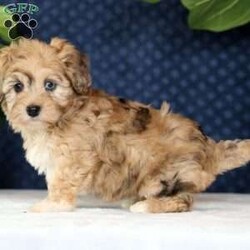 Ivy/Havapoo									Puppy/Female	/8 Weeks,“Love has four paws and a wagging tail – Find it in a Havapoo today!” I am a Havapoo puppy! My Mom is Melissa a Havanese and my Dad is Jimbo a 12lb AKC Mini Poodle. I was born on March 23rd and I will be ready for my forever home on May 18th! I have been family raised on a farm in the country around children. I have had my shots and de-wormers. I have been checked by a veterinarian. I am micro-chipped. For more information or to schedule a visit with me, please contact Henry Monday through Saturday. All Sunday calls will be returned on Monday.