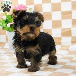 Samson/Yorkie									Puppy/Male	/7 Weeks,Meet your new BFF, Samson! This adorable Yorkie puppy is vet checked & up to date on shots & wormer. He is registered with the ACA, plus comes with a health guarantee provided by the breeder! Samson is well socialized & currently being family raised with children!