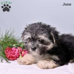 June/Morkie / Yorktese									Puppy/Female	/9 Weeks,These adorable Morkie puppies are looking for loving forever homes! Family raised with lots of care and attention, these sweet puppies are well socialized and used to everyday household activity. They love being around people and enjoy playtime, cuddles, and exploring their surroundings. Their affectionate personalities and small size make them wonderful companions for families, couples, or individuals alike.