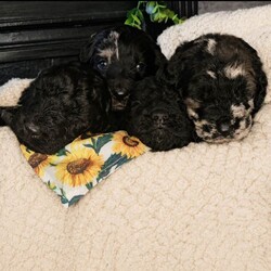 Adopt a dog:Exceptional F2B MIDI Teddybear Labradoodles/Labradoodle/Female/Sex: Mixed Litter,Reservation list now open Please note I do not have any flat coats available. Extensively DNA health tested CLEAR of genetic conditions commonly seen in the breed. Our beautiful girl Missy has whelped a stunning litter of chunky, healthy F2b Labradoodles, 2 blue merle and 2 full suit solid black. Missy is our family pet who brings us so much happiness and adventure, she loves to run, swim and explore. She adores children and spends most of the time on her walks rounding them up and keeping them safe! Missys behaviour both at home and on walks is impeccable, she is a people pleaser who loves everyone she meets, very typical trates of this much loved breed. She is a flat coat F2 labradoodle, and dad is a stunning chocolate merle miniature poodle, he is a reputable stud dog who's loving nature is just as irresistible as his appearance, the nature of these two dogs compliment each other perfectly. Our pups are born and raised in the heart of our busy family home, with other dogs and children ranging between 4-16 years. They are extremely well socialised and used to the hustle and bustle of everyday life in the family home. We are a family with lots of canine experience and work in the animal industry, and it is extremely important to us that our pups go to a 5 star forever home that can offer the love and care that they are used to. A video call will be required before face to face viewings are considered for serious potential owners. Please feel free to drop me a message for more information on each individual puppy. Thank you