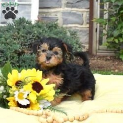 Skittles/Havanese Mix									Puppy/Female	/March 21st, 2026,Skittles is a friendly Havanese Mix puppy who loves to play! This cutie-pie is socialized, family raised with children, and ready to meet you. Skittles comes home vet checked, up to date on shots and de-wormer, and with a health guarantee provided by the breeder.