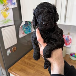 6 miniature cockapoo puppies /Cockapoo/Female/Sex: Mixed Litter,F2 Cockapoo Puppies - Premium Puppy Pack included.                                                             
