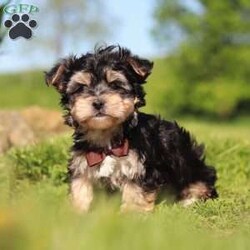 Scooby/Morkie / Yorktese									Puppy/Male	/9 Weeks,Meet Scooby, an adorable Morkie puppy with a playful personality and a heart full of love! I’m the perfect mix of cuddly and curious—I love exploring, playing with my toys, and snuggling up for plenty of affection. With my soft, fluffy coat and sweet expression, I’m sure to steal your heart the moment you meet me.