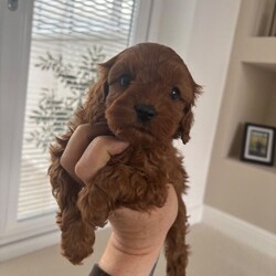 F1 toy Cavapoos red (health tested)/Cavapoo/Female/Sex: Mixed Litter,Hello and welcome to our advert here’s our adorable litter of f1 toy Cavapoos. We have both boys and girls looking for their forever homes .