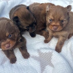 Adopt a dog:Pomeranian puppies /Pomeranian/Female/Sex: Mixed Litter,I have a beautiful litter of puppies 2 beautiful girls and 2 beautiful boys all are stunning and have beautiful coulers they will all be microchipped and vaccinated and wormed and flead before they leave mum and dad can be seen and are family pets they will leave with a puppy pack with toys blankets with mums scent etc. please feel free to contact for more information and pics thank you
