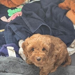 F1B Cavapoo Puppies/Cavapoo/Female/Sex: Mixed Litter,1 x boy and 1 x girl Cavapoo puppies who will be available from 19th May 2026.  These puppies have been brought up in a family home with a 7 year old boy so they are used to children and household noises.  Mum is an F1 Cavapoo and dad is a KC registered Toy Poodle who has been health checked, pictures of dad and his papers can be seen by request.  Both puppies are pure red and very active, they will be vaccinated, microchipped and wormed before they are rehomed 
