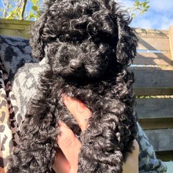 Cavapoo puppies /Cavapoo/Female/Sex: Female,3 females left. Fully vet health checked, first vaccination, micro chipped and wormed. Happy little playful balls of fluff. Brought up in a house with another dog and 2 cats. Very well handled. 