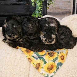 Adopt a dog:Exceptional F2B MIDI Teddybear Labradoodles/Labradoodle/Female/Sex: Mixed Litter,Reservation list now open Please note I do not have any flat coats available. Extensively DNA health tested CLEAR of genetic conditions commonly seen in the breed. Our beautiful girl Missy has whelped a stunning litter of chunky, healthy F2b Labradoodles, 2 blue merle and 2 full suit solid black. Missy is our family pet who brings us so much happiness and adventure, she loves to run, swim and explore. She adores children and spends most of the time on her walks rounding them up and keeping them safe! Missys behaviour both at home and on walks is impeccable, she is a people pleaser who loves everyone she meets, very typical trates of this much loved breed. She is a flat coat F2 labradoodle, and dad is a stunning chocolate merle miniature poodle, he is a reputable stud dog who's loving nature is just as irresistible as his appearance, the nature of these two dogs compliment each other perfectly. Our pups are born and raised in the heart of our busy family home, with other dogs and children ranging between 4-16 years. They are extremely well socialised and used to the hustle and bustle of everyday life in the family home. We are a family with lots of canine experience and work in the animal industry, and it is extremely important to us that our pups go to a 5 star forever home that can offer the love and care that they are used to. A video call will be required before face to face viewings are considered for serious potential owners. Please feel free to drop me a message for more information on each individual puppy. Thank you