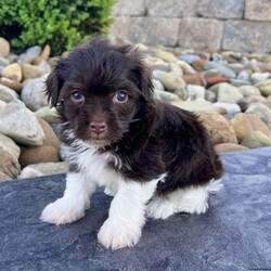 Raven/Havanese									Puppy/Female	/9 Weeks,Well hello there… I’m Raven I’m a chocolate and white Havanese girl born on 3/13/26, and I’ve got a look that’s a little different from the rest—soft, fluffy, and full of personality. I may be small, but I’ve got a big heart and a gentle way about me that makes people fall in love fast. I’m AKC registered and raised to be a true companion. I’m super sweet, love attention, and enjoy being close to my people. I’ll happily play when it’s time for fun, but I’m just as content curling up beside you and soaking in all the cuddles. I’m the kind of puppy that fits right into your life and makes every day a little better just by being there. I come up to date on all my shots and dewormings, I’m microchipped, and I come with a health guarantee so you can feel confident bringing me home. I’m ready to find my forever person… maybe that’s you Call or text to bring me home: