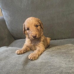 Irish doodle pups/Irish Doodle/Female/Sex: Mixed Litter,Beautiful irish doodle pups, mother is an Irish doodle and there father is a standard poodle, I have 1 male and 4 females remaining. They have received there first vaccinations and are microchiped.