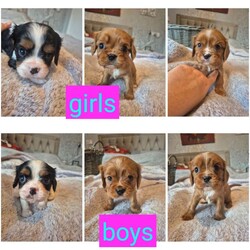 6 beautiful king charles cavalier spaniel puppies looking for forever homes  /Cavalier King Charles Spaniel/Female/Sex: Mixed Litter,We have 6 gorgeous king Charles cavalier spaniel puppies looking for their forever homes.