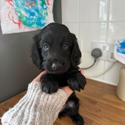 6 miniature cockapoo puppies /Cockapoo/Female/Sex: Mixed Litter,F2 Cockapoo Puppies - Premium Puppy Pack included.                                                             