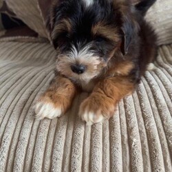Adopt a dog:Georgous F1b Lhasapoo puppies 1 boy remaining /Lhasapoo/Female/Sex: Mixed Litter,Due to a change of circumstances the couple who reserved him can no longer take him 1 boy remaining he will have his second vaccine today so won’t need anything till he’s booster at 1yr