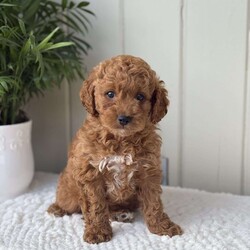 Buddy/Cockapoo									Puppy/Male	/March 27th, 2026, Buddy is a lovable , adorable and friendly puppy !  He is up-to-date on his vaccinations, dewormer also be checked. Lacy(mom)weighs 27 pounds and Toby(Dad) 11 pounds. He will take a blanket, toy, and some puppy food along to his new home. To make the transition easier! Must see this handsome fellow!