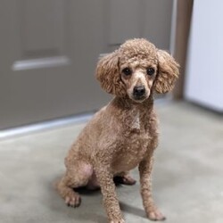 Chief/Mini Goldendoodle									Puppy/Male	/7 Weeks,Meet Chief! This sweet and adorable Mini Goldendoodle is looking for a forever family!
