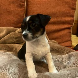Super jack Russell puppy looking for her forever home/Jack Russell/Female/Sex: Female,One little jack Russell girl looking for her loving forever homes. She's been vet checked, microchipped, fully vaccinated and wormed to date. She as a lovely friendly personality, she is used to all household activities, she is used to children and other pets. Viewing is highly recommended of this truly sweet girl. If you would like anymore information or to view her please give me a call thank you 