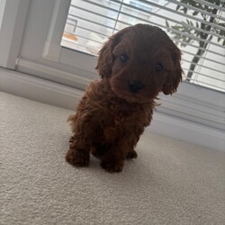 F1 toy Cavapoos red (health tested)/Cavapoo/Female/Sex: Mixed Litter,Hello and welcome to our advert here’s our adorable litter of f1 toy Cavapoos. We have both boys and girls looking for their forever homes .