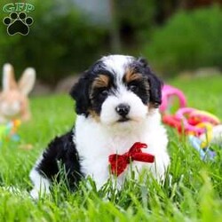 Jeremiah/Havapoo									Puppy/Male	/8 Weeks,Hi, I’m Jeremiah! I’m a very cute Havapoo puppy, and I’m a boy with the softest fur and the sweetest heart. I love cuddles, tiny naps, and following my people everywhere because being close makes my tail wag like crazy. Everyone says I’m so sweet, and I think it’s because I give the best puppy kisses and always try to make people smile. I’m still little, but I already know I’m very loved. I come from the best parents ever.