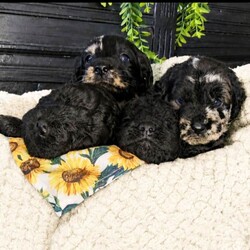 Adopt a dog:Exceptional F2B MIDI Teddybear Labradoodles/Labradoodle/Female/Sex: Mixed Litter,Reservation list now open Please note I do not have any flat coats available. Extensively DNA health tested CLEAR of genetic conditions commonly seen in the breed. Our beautiful girl Missy has whelped a stunning litter of chunky, healthy F2b Labradoodles, 2 blue merle and 2 full suit solid black. Missy is our family pet who brings us so much happiness and adventure, she loves to run, swim and explore. She adores children and spends most of the time on her walks rounding them up and keeping them safe! Missys behaviour both at home and on walks is impeccable, she is a people pleaser who loves everyone she meets, very typical trates of this much loved breed. She is a flat coat F2 labradoodle, and dad is a stunning chocolate merle miniature poodle, he is a reputable stud dog who's loving nature is just as irresistible as his appearance, the nature of these two dogs compliment each other perfectly. Our pups are born and raised in the heart of our busy family home, with other dogs and children ranging between 4-16 years. They are extremely well socialised and used to the hustle and bustle of everyday life in the family home. We are a family with lots of canine experience and work in the animal industry, and it is extremely important to us that our pups go to a 5 star forever home that can offer the love and care that they are used to. A video call will be required before face to face viewings are considered for serious potential owners. Please feel free to drop me a message for more information on each individual puppy. Thank you