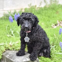 Sierra/Miniature Poodle									Puppy/Female	/6 Weeks,Sierra is an adorable Mini Poodle puppy who is looking for a loving forever home! She is sweet, playful, and full of personality, making her a wonderful companion for families, couples, or anyone looking for a loyal furry friend. Sierra loves attention and enjoys spending time with people, and she is sure to bring lots of joy and happiness to her new family.