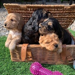 Adopt a dog:(Show Type Cocker Spaniel) puppies 4X/Cocker Spaniel/Female/Sex: Female,Our girl a (show type Cocker spaniel) has had a beautiful little of four stunning little girl puppies that we are now looking to home