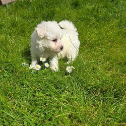 Adorable tiny Maltese /Maltese/Female/Sex: Mixed Litter,Adorable & Purebred Maltese Puppies – Ready for Their Forever Home!