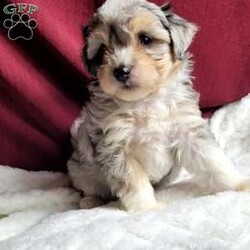 Rufus/Maltipoo									Puppy/Male	/8 Weeks,Rufus is a very sweet and well socialized puppy. He loves to play with children. His mom is a 6-lb Maltese and dad is an 8 lb poodle, He is an F1 maltipoo pup, and can be delivered to your doorstep for an additional charge. Please contact us to make sweet Rufus your very own puppy!