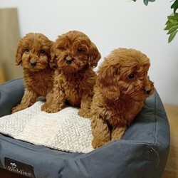 Adopt a dog:Cockapoo puppies/Cockapoo/Female/Sex: Mixed Litter,Beautiful cockapoo puppies male and female available. Received first vaccination and full heath check.