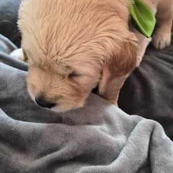 Adopt a dog:Golden retriever puppy /Golden Retriever/Female/Sex: Male,We have 1 little boy looking for his forever home, mum had 9 beautiful pups, we also have dad, they have been brought up in a loving family home with lots of love and attention, pups have had there micro chips done ready to leave mum by end of may