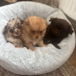 Adopt a dog:Teddy bear pomeranian x yorkiepoo pups/Pomeranian/Female/Sex: Mixed Litter,Teddy bear pomeranian X yorkiepoo puppies available boys and girls beautiful little characters bouncy little cubs super fluffy and wonderful markings Mum and dad are both at home with there fur babies Puppies are really enjoying life exploring and having cuddles each have there own amazing little personality Pups are all healthy wormed flead and microchip have been done Please contact me for viewings and more info