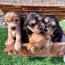 Adopt a dog:(Show Type Cocker Spaniel) puppies 4X/Cocker Spaniel/Female/Sex: Female,Our girl a (show type Cocker spaniel) has had a beautiful little of four stunning little girl puppies that we are now looking to home