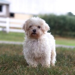 Scooby/Morkie / Yorktese									Puppy/Male	/9 Weeks,Meet Scooby, an adorable Morkie puppy with a playful personality and a heart full of love! I’m the perfect mix of cuddly and curious—I love exploring, playing with my toys, and snuggling up for plenty of affection. With my soft, fluffy coat and sweet expression, I’m sure to steal your heart the moment you meet me.