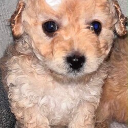 Adopt a dog:Lovely red toy maltipoo puppy/Maltipoo/Female/Sex: Female,We have two beautiful female puppies that now ready to go to their forever loving homes they are very loving and playful they have been brought up in our family home with 2 young children they are using training pad and eat dry food they have been microchipped we would like our puppies go to five star forever homes please