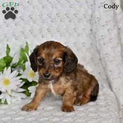 Cody/Dachshund									Puppy/Male	/8 Weeks,Our Mini Dachshund puppies are looking for loving forever homes! These adorable little pups are full of personality, charm, and playful energy. They have been well socialized and enjoy spending time with people, making them wonderful companions .Their friendly and affectionate nature makes them easy to love, and they are already getting used to everyday household activity and attention.
