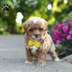 Brady/Cavapoo									Puppy/Male	/7 Weeks,Meet Brady, a F1B cavapoo! He’s full of energy, curiosity, and unconditional love, always ready to explore, chase toys, and discover something new. When the day winds down, he’s happiest curled up close, soaking in every cuddle with his sweet, gentle nature. His petite size makes him even more special, offering the perfect blend of affection, fun, and charm. He’ll make a wonderful companion for families, singles, or anyone looking for a loyal little friend.