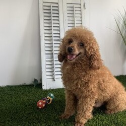 Calvin/Miniature Poodle									Puppy/Male	/March 20th, 2026,Calvin is a sweet mini poodle full joy ,like to play with everybody that he meets. He is well socialized up to date on worming and vaccination . His parents are good tempered DNA geneticly tested . Dad is 14 lbs and Mom is 27 lbs  ID 5791