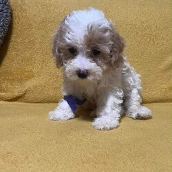  Beautiful Toy Poodle Puppies /Toy Poodle/Female/Sex: Mixed Litter, Beautiful Toy Poodle Puppies – Ready for Their Forever Homes 