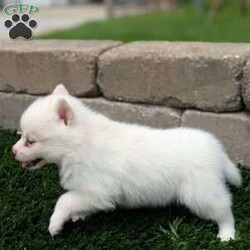 Bella/Pomsky									Puppy/Female	/6 Weeks,Meet Bella! I am a sweet and playful pomsky ! I am very well socialized and love to play with kids! My adult weight will be between 12 and 20 lbs. 