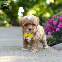 Brady/Cavapoo									Puppy/Male	/7 Weeks,Meet Brady, a F1B cavapoo! He’s full of energy, curiosity, and unconditional love, always ready to explore, chase toys, and discover something new. When the day winds down, he’s happiest curled up close, soaking in every cuddle with his sweet, gentle nature. His petite size makes him even more special, offering the perfect blend of affection, fun, and charm. He’ll make a wonderful companion for families, singles, or anyone looking for a loyal little friend.