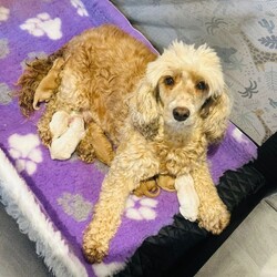 F1b cockapoos/Cockapoo/Female/Sex: Mixed Litter,These little bundles of joy are known for their friendly nature, intelligence, and low-shedding coats—perfect for families, first-time dog owners, and allergy-sensitive homes.