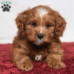 Kassidy/Cavapoo									Puppy/Female	/11 Weeks,Meet Kassidy! This little sweetie is looking for a new home. She has white underneath her throat. She would love to be your best friend! 