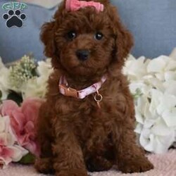 Harper/Toy Poodle									Puppy/Female	/11 Weeks,Beautiful litter of AKC Registered, Microchipped, Vaccinated and Dewormed pups, These red poodle pups are beautiful as you can see. When they are fully mature they will be in the 7 to 9 pound range, a couple of the pups are on the smaller side and might be slightly smaller (5 to 7lbs) at maturity, the father and mother of the litter are 7.5lbs and 8lbs, the parents have been health tested and are healthy and have show champions in their pedigrees, my pups are playful and silly, they are not hyperactive but instead are easy going playful puppies, they don’t get separation anxiety and will simply play with their stuffed animals when you are busy doing other things or when you leave the home. our puppies and adults are not yappers, we have started the puppies on crate training and potty pad training and they are doing excellent, each puppy will also come with a One Year Health Guarantee, we are looking for loving Pet homes where they will be part of the family, you are welcome to come to my homie and meet the pups and parents in person to see if its a good fit and to see the environment they are raised in, if you are not in the immediate area meeting at a halfway point can be arranged as long as its a reasonable distance, if you are serious call or text, thanks 