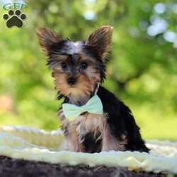 Ollie/Yorkie									Puppy/Male	/16 Weeks,Get ready to fall in love with Ollie—your new little bundle of joy! This irresistible AKC Yorkie puppy is bursting with personality, charm, and nonstop sweetness. With his soft, fluffy coat, sparkling curious eyes, and the cutest little face you’ve ever seen, he knows exactly how to steal hearts everywhere he goes!