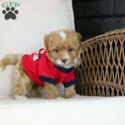 Brady/Cavapoo									Puppy/Male	/7 Weeks,Meet Brady, a F1B cavapoo! He’s full of energy, curiosity, and unconditional love, always ready to explore, chase toys, and discover something new. When the day winds down, he’s happiest curled up close, soaking in every cuddle with his sweet, gentle nature. His petite size makes him even more special, offering the perfect blend of affection, fun, and charm. He’ll make a wonderful companion for families, singles, or anyone looking for a loyal little friend.