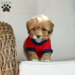 Brady/Cavapoo									Puppy/Male	/7 Weeks,Meet Brady, a F1B cavapoo! He’s full of energy, curiosity, and unconditional love, always ready to explore, chase toys, and discover something new. When the day winds down, he’s happiest curled up close, soaking in every cuddle with his sweet, gentle nature. His petite size makes him even more special, offering the perfect blend of affection, fun, and charm. He’ll make a wonderful companion for families, singles, or anyone looking for a loyal little friend.