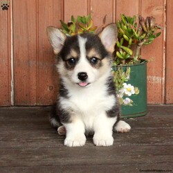 Mable/Pembroke Welsh Corgi									Puppy/Female	/March 3rd, 2026,Mable is a mellow and sweet Pembroke Welsh Corgi puppy who is cute as can be! This pretty girl comes home with a health guarantee provided by the breeder, plus has been seen by a vet and is up to date on shots and de-wormer. Family raised and socialized, Mable is ready to meet you!