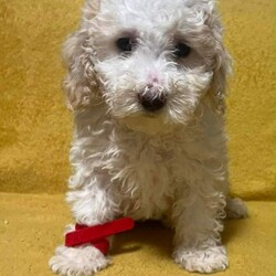  Beautiful Toy Poodle Puppies /Toy Poodle/Female/Sex: Mixed Litter, Beautiful Toy Poodle Puppies – Ready for Their Forever Homes 